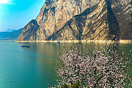 长江三峡西陵峡桃花盛开