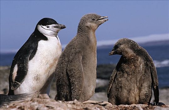 帽带企鹅,南极企鹅,成年,两个,破旧,幼禽,南极