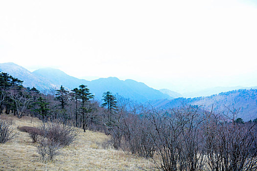 秦岭高山草甸