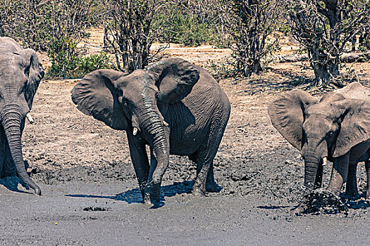 博茨瓦纳,乔贝国家公园,萨维提,大象,非洲象,泥,洞