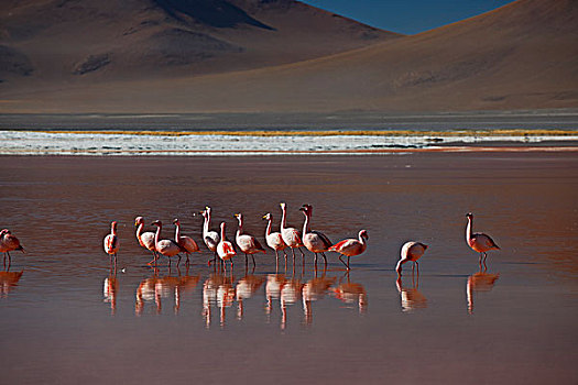 火烈鸟,泻湖,安第斯,动物,国家级保护区,玻利维亚