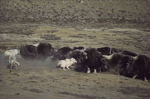 北极狼,狼,攻击,麝牛,牧群,艾利斯摩尔岛,加拿大