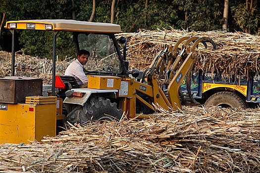 印度,甘蔗,收集
