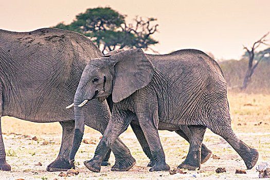 博茨瓦纳,乔贝国家公园,萨维提,幼小,大象,走,水坑