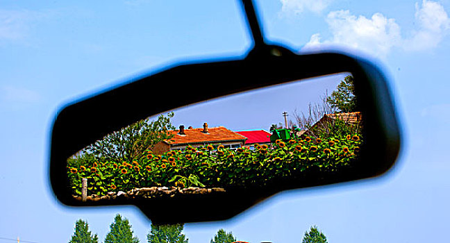 汽车后视镜中农舍房前一排向日葵