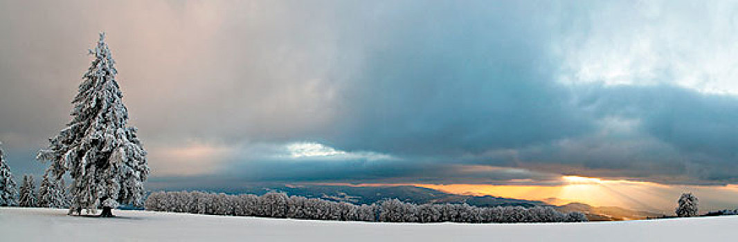 日落,下雪,黑森林,巴登符腾堡,德国,欧洲
