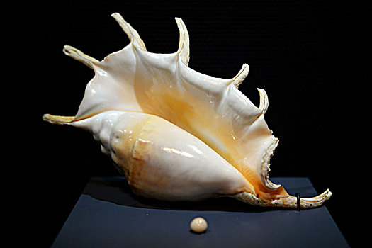 海洋贝壳珍珠