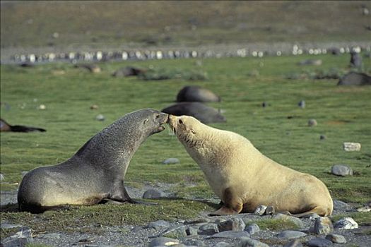 南极软毛海豹,毛海狮,南乔治亚,南极