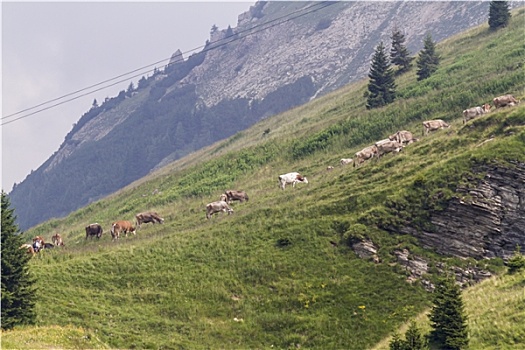 放牧,母牛,山