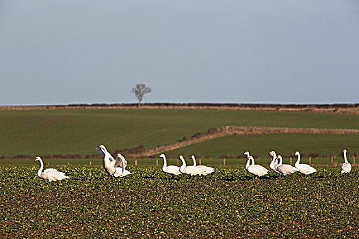 鹅,走,排列,土地,诺森伯兰郡,英格兰