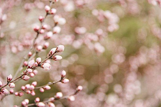 春天,含苞待放的桃花