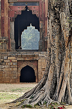 古树,清真寺,德里,印度