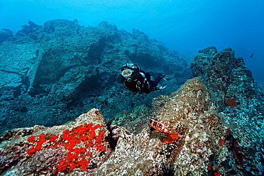 潜水,水中呼吸器,看,岩石,礁石,马德拉岛,葡萄牙,欧洲,大西洋