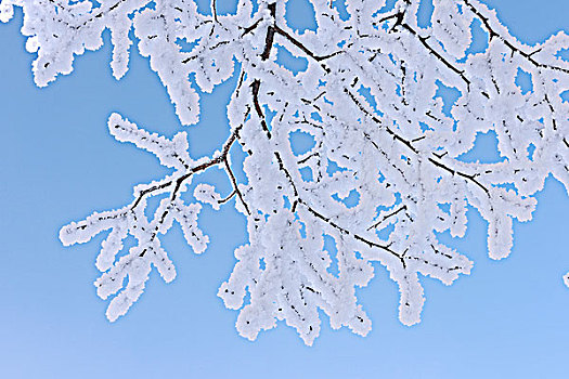 白霜,树上,枝条,瑞士