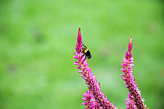 鸡冠花与蜜蜂
