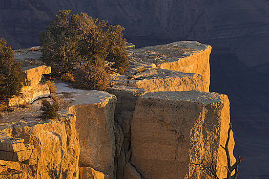 树,悬崖,南缘,大峡谷国家公园,亚利桑那,美国