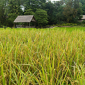 特写,稻米,作物,地点,住宿,禁止,琅勃拉邦,老挝
