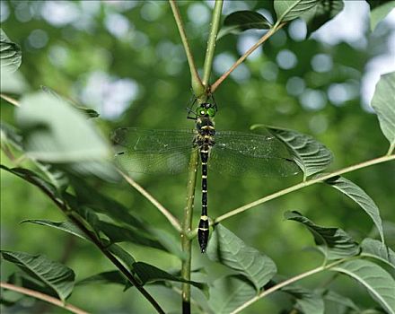 蜻蜓,枝头,日本