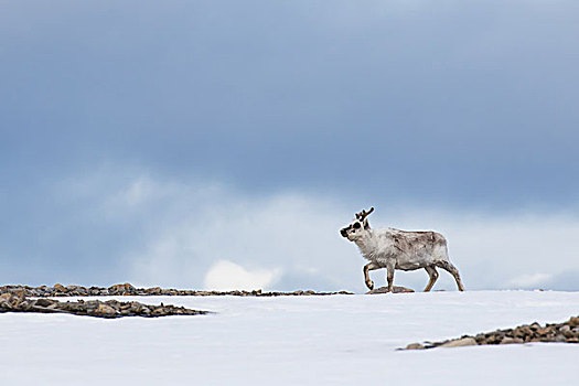 斯瓦尔巴特群岛,驯鹿,驯鹿属,斯匹次卑尔根岛,挪威,欧洲