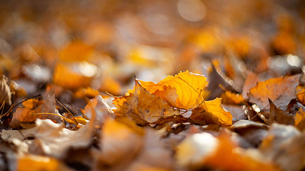 秋日霜降后杨树林里金黄的落叶