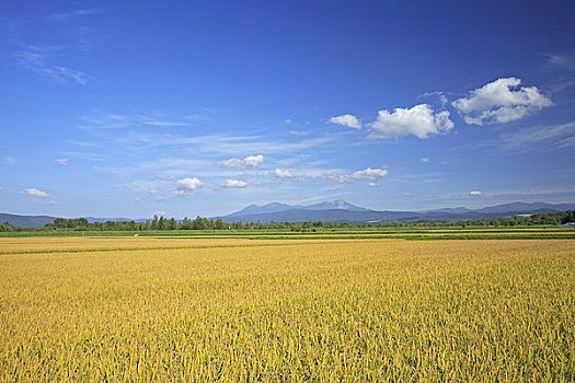 山,稻田