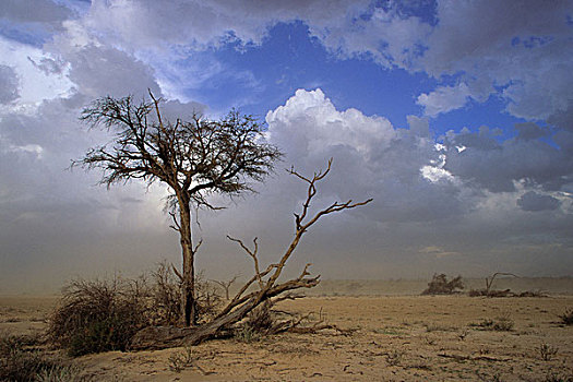卡拉哈迪大羚羊国家公园,风暴,天空,沙暴,卡拉哈里沙漠,北开普,南非,非洲