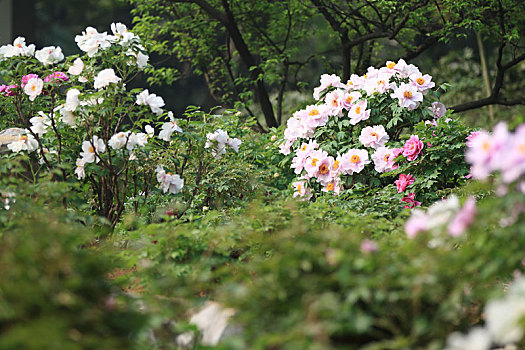 公园里的牡丹花