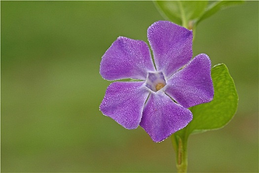 紫色,野花