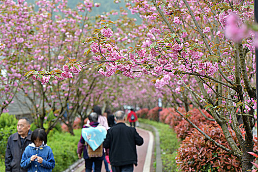 贵州山村樱花绵延十里免费观赏