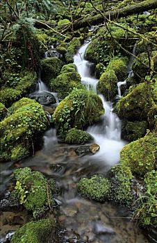 小溪,苔藓,垫,温带雨林,雷尼尔山国家公园,华盛顿