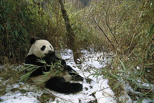 大熊猫,卧龙,中国
