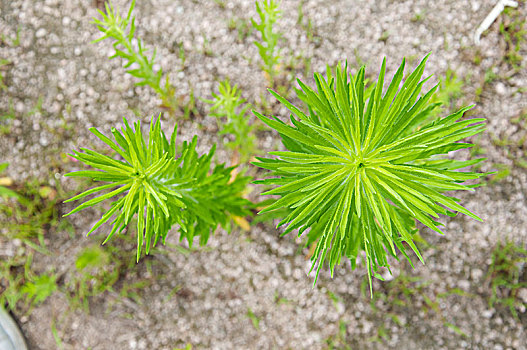 野草