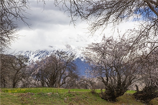 野桃花观赏圣地索松村