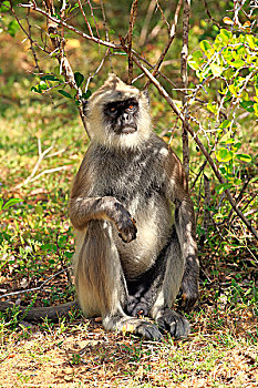 灰色,叶猴,成年,雄性,坐,灌木,国家公园,斯里兰卡,亚洲