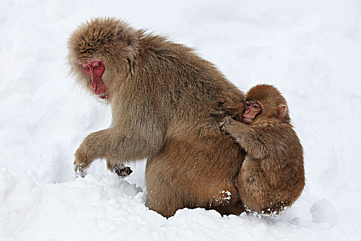 日本猕猴,雪猴,幼兽,冬天,雪