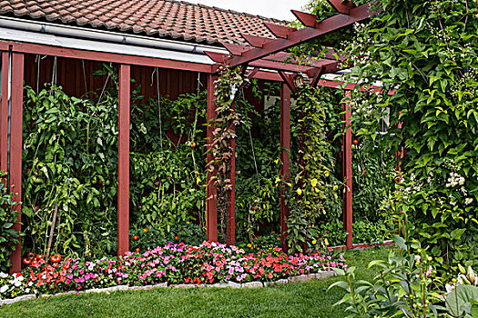 花坛,正面,番茄植物,阳台,靠近,木质,棚架,涂绘,生锈,红色
