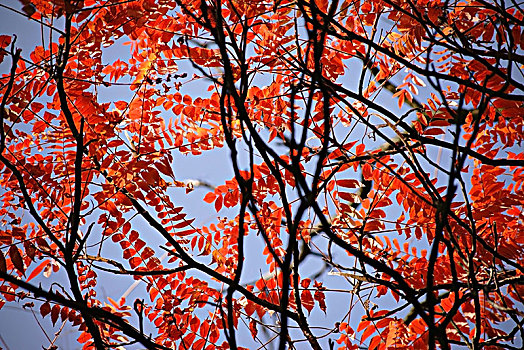 红叶,醋,树,秋天
