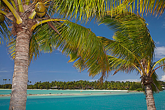 棕榈树,泻湖,入口,小湾,岛屿,玛玛努卡群岛,斐济,南太平洋