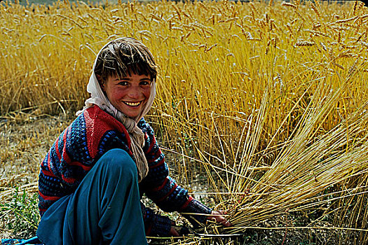 女孩,收获,小麦,地点,乡村,山地,北方,区域,巴基斯坦,四月,2005年