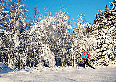 男人,滑雪,景色,树林