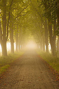 栗子,树林,道路,日出,自然保护区,黑森州,德国