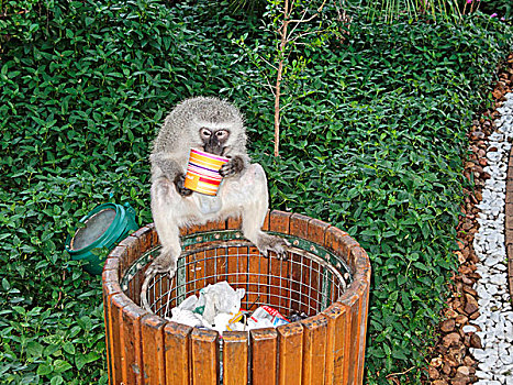 黑长尾猴,猴子,坐,垃圾,垃圾箱,吃,食物,容器,南非