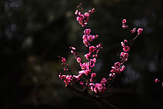 梅花,花朵,梅园,春天,报春