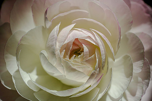 白色蔷薇