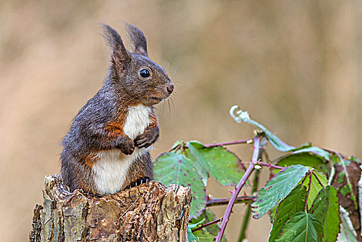 欧亚红松鼠,松鼠,坐在树上,树桩,生物保护区,巴登符腾堡,德国,欧洲