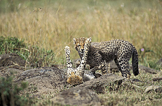 印度豹,猎豹,幼兽,玩,马赛马拉,公园,肯尼亚