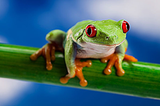 红色,绿树蛙