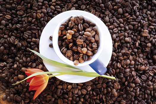 咖啡豆,咖啡杯,碟,郁金香