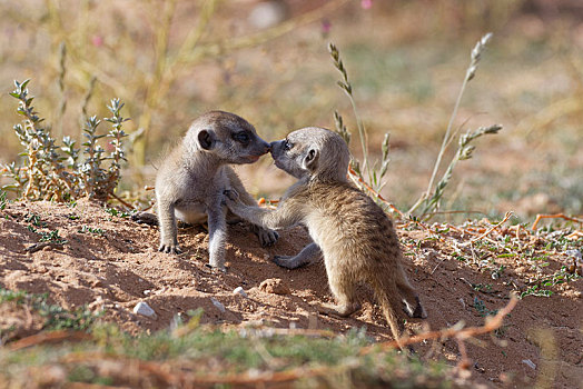 猫鼬,细尾獴属,两个,幼兽,雄性,玩,面对面,卡拉哈迪大羚羊国家公园,北开普,南非,非洲
