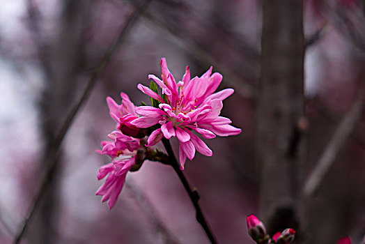 桃花,桃花盛开